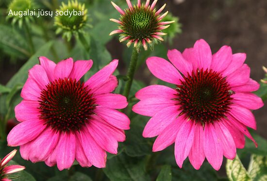 Ežiuolė rausvažiedė (Echinacea purpurea) nr.1